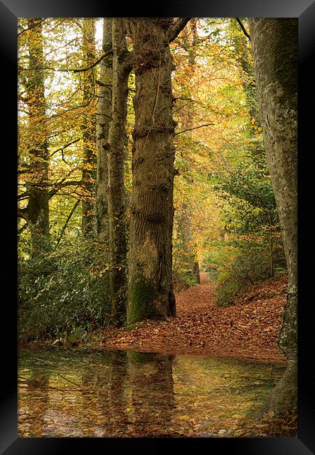 Autumn Path Framed Print by Liz Ward