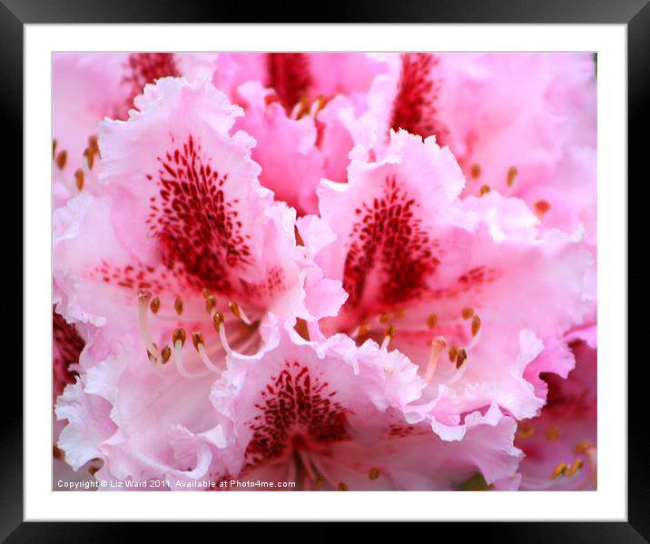 Pretty in Pink Framed Mounted Print by Liz Ward