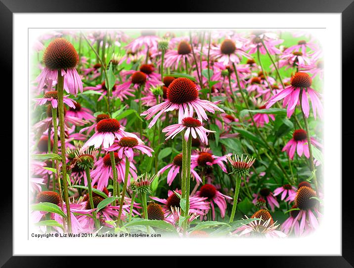 Faded Pink Framed Mounted Print by Liz Ward