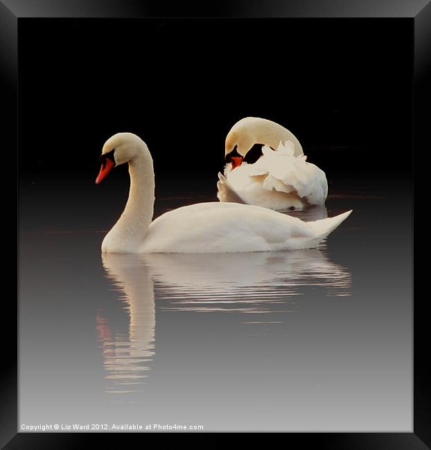 Beautiful Swans Framed Print by Liz Ward