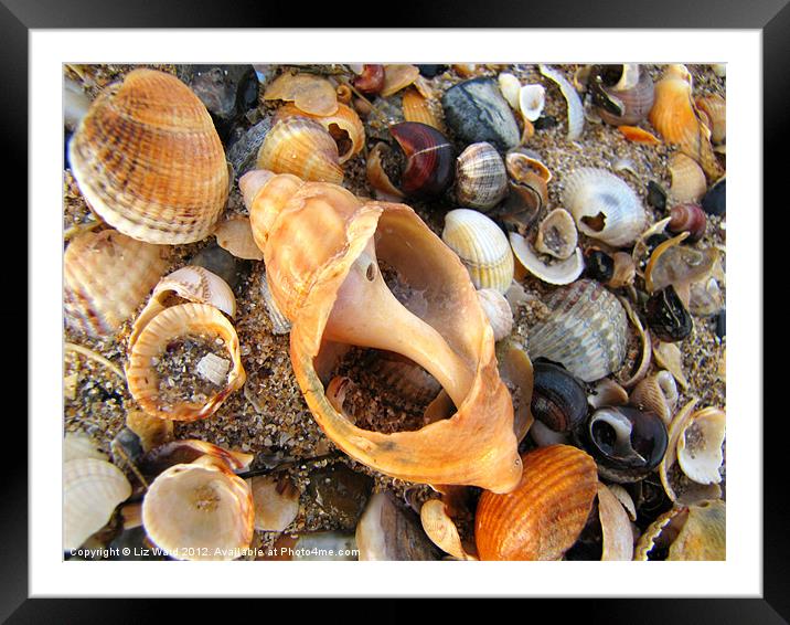 Shell Out Framed Mounted Print by Liz Ward