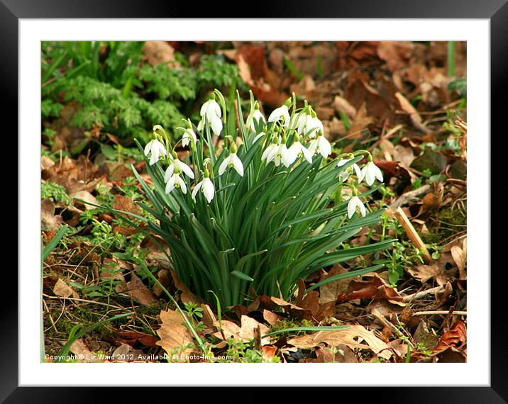 Rustic Snowdrops Framed Mounted Print by Liz Ward