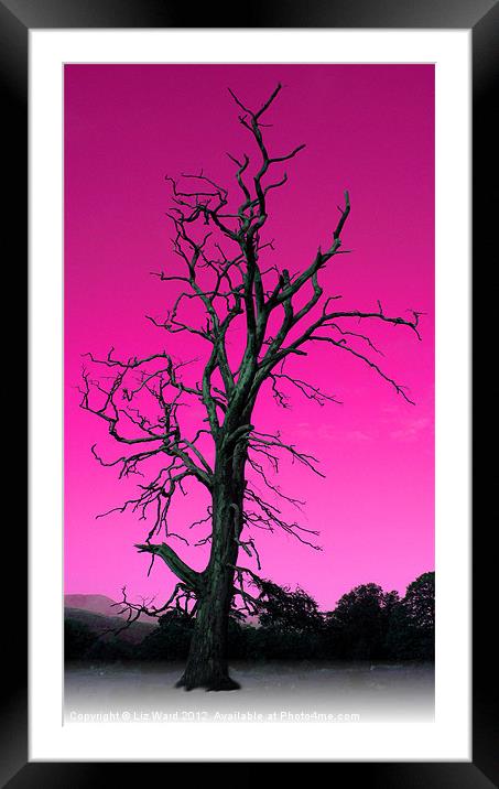 Old Tree Framed Mounted Print by Liz Ward