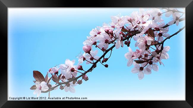 Cherry Blossom Time Framed Print by Liz Ward