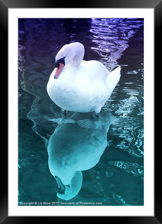 Who me a Swan Framed Mounted Print by Liz Ward