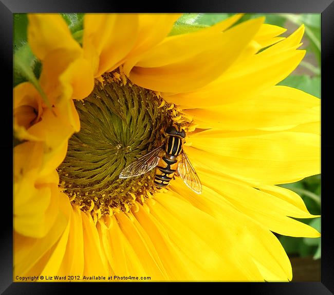 Sunflower Visitor Framed Print by Liz Ward