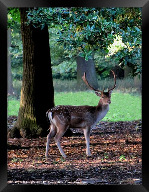 Holkham Deer Framed Print by Liz Ward