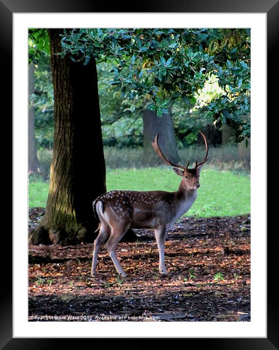 Holkham Deer Framed Mounted Print by Liz Ward