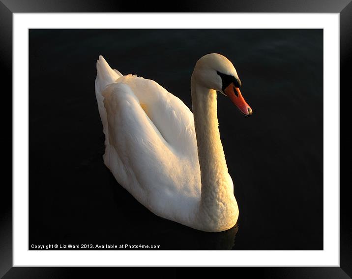 Beautiful Swan Framed Mounted Print by Liz Ward