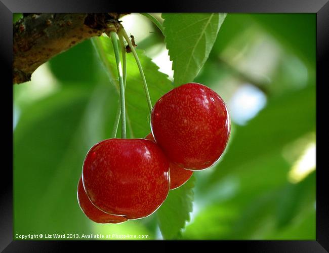 Cherry Red Framed Print by Liz Ward