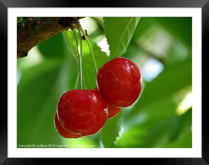 Cherry Red Framed Mounted Print by Liz Ward