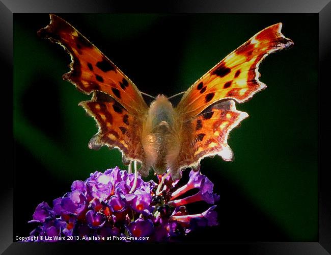 Comma Butterfly Framed Print by Liz Ward