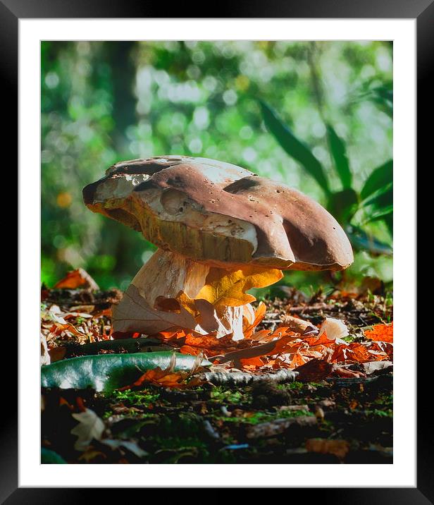 Woodland Fungi Framed Mounted Print by Liz Ward