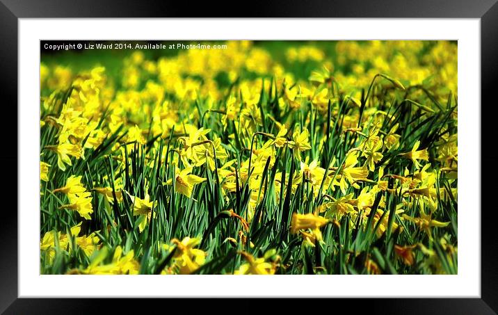 A host of golden daffodils Framed Mounted Print by Liz Ward