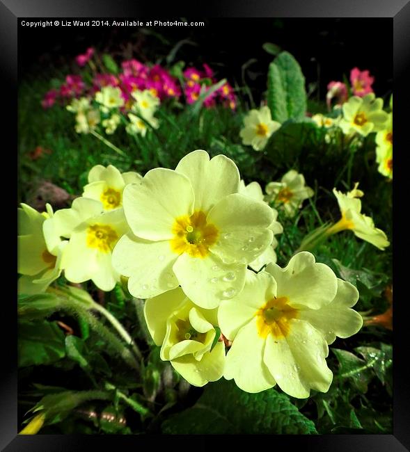 Wild Primrose Framed Print by Liz Ward