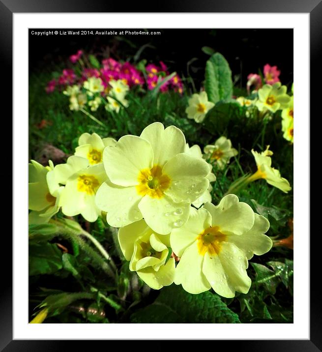 Wild Primrose Framed Mounted Print by Liz Ward