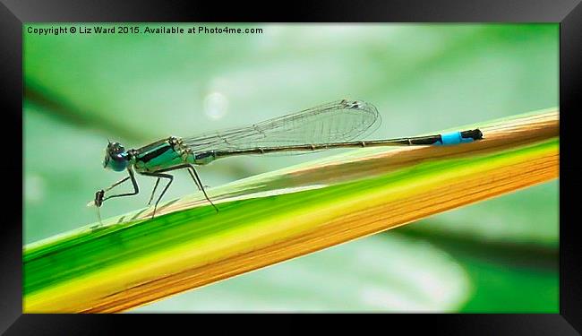 Damselfly   Framed Print by Liz Ward