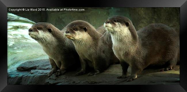  Otters Framed Print by Liz Ward