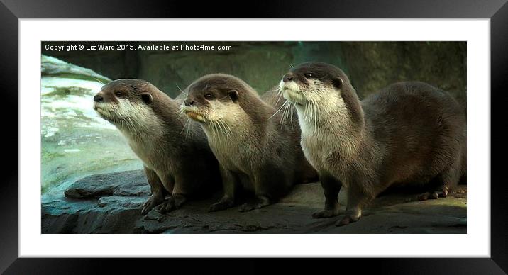  Otters Framed Mounted Print by Liz Ward