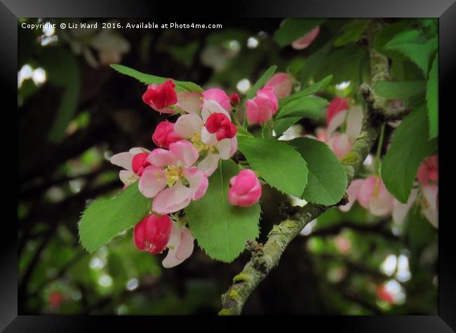 Pretty blossom Framed Print by Liz Ward