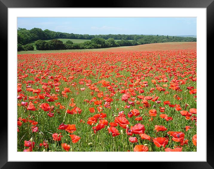 The poppy field Framed Mounted Print by William Edwards