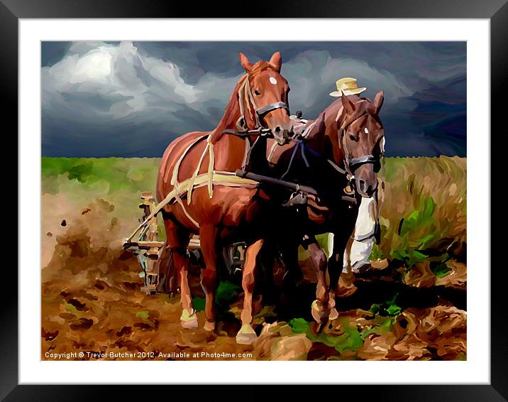Plough Horses Framed Mounted Print by Trevor Butcher