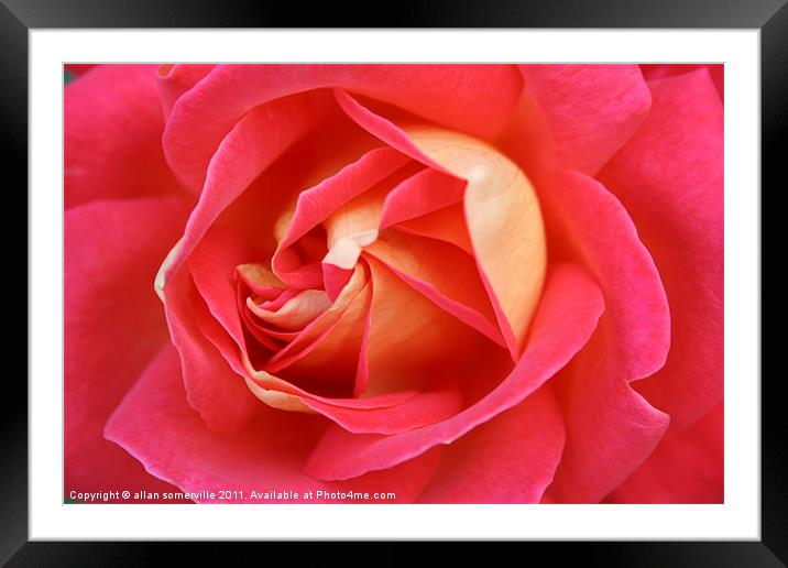 pink rose Framed Mounted Print by allan somerville