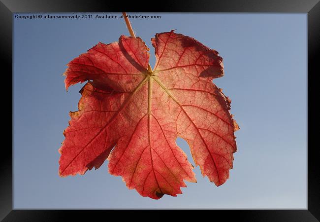 red leaf Framed Print by allan somerville