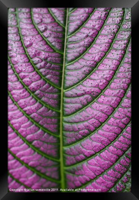 purple pattern Framed Print by allan somerville