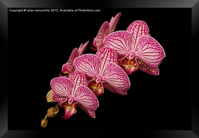 pink orchid Framed Print by allan somerville