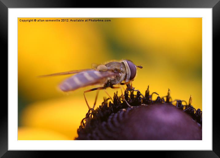 hover fly Framed Mounted Print by allan somerville
