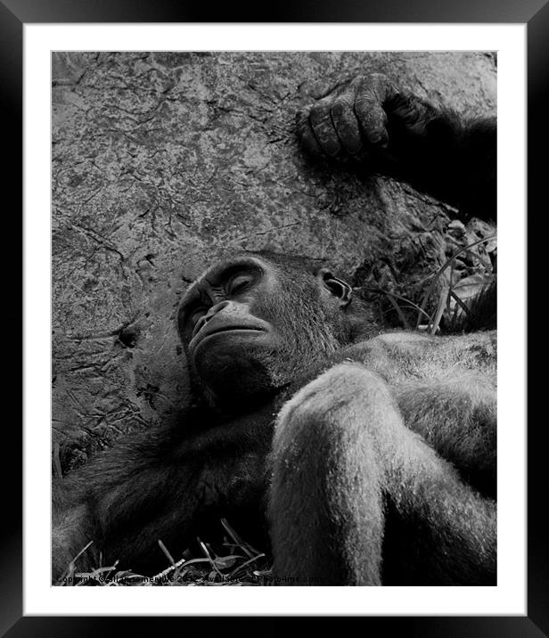 man or beast 2 Framed Mounted Print by allan somerville
