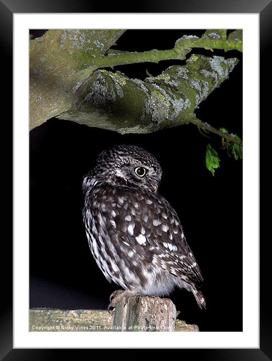 Little Owl Framed Mounted Print by Nicky Vines