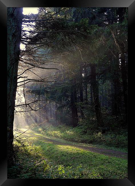 Ray of Hope Framed Print by Nicky Vines