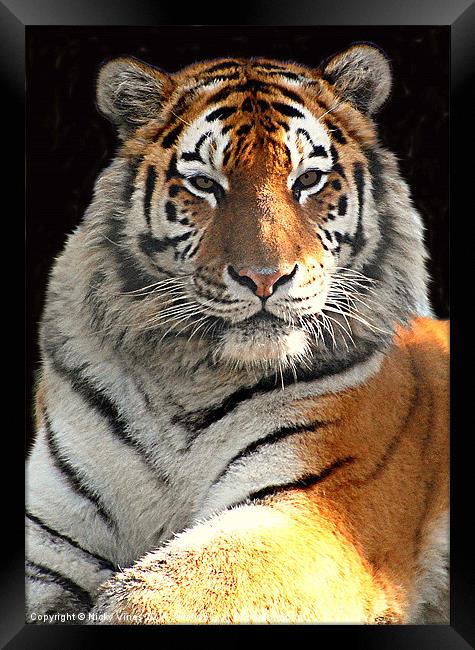Tiger Boy Framed Print by Nicky Vines