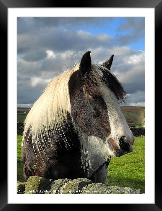 Yorkshire pony Framed Mounted Print by Nicky Vines