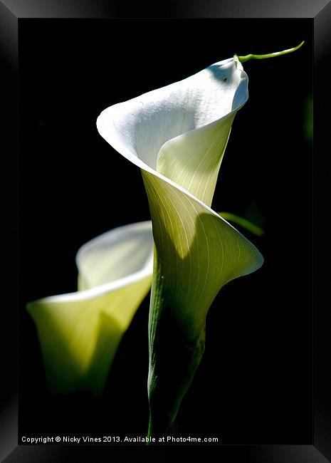 Peace Lily Framed Print by Nicky Vines