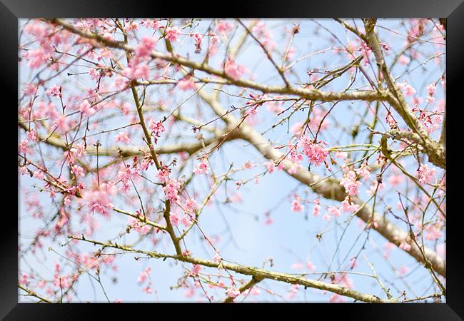 Spring Blossom Framed Print by Mark Harrop