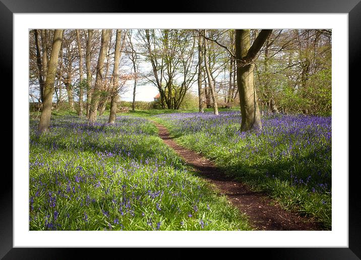 Bluebells and House Framed Mounted Print by Mark Harrop