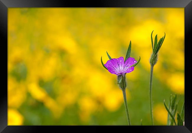 Pink on Yellow Framed Print by Mark Harrop