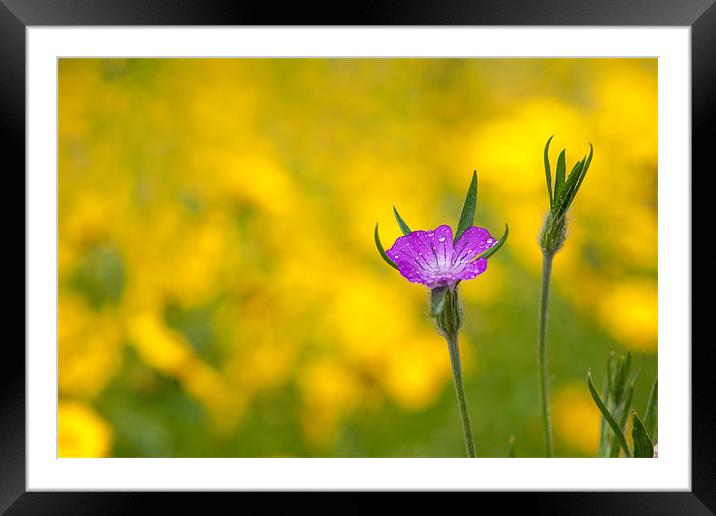 Pink on Yellow Framed Mounted Print by Mark Harrop