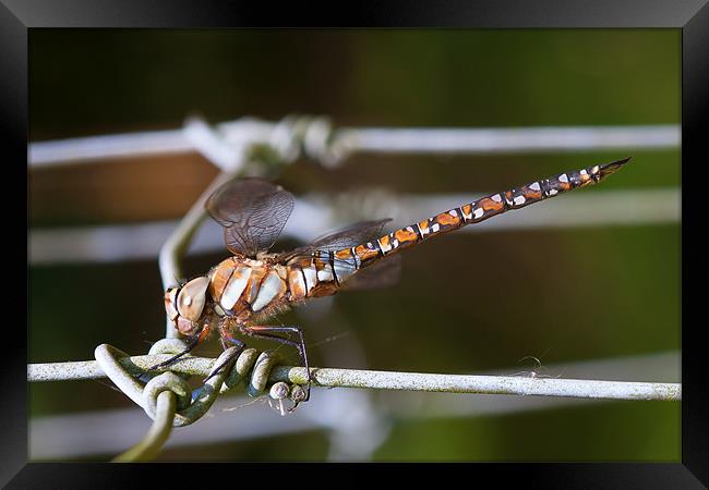 Dragonfly Framed Print by Mark Harrop