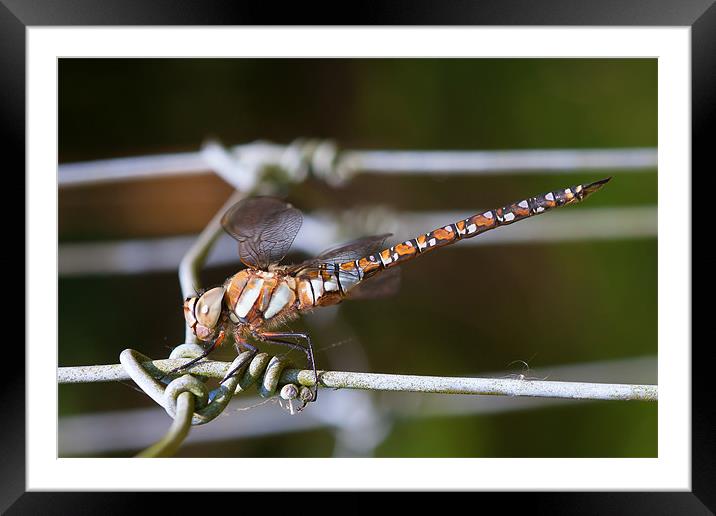 Dragonfly Framed Mounted Print by Mark Harrop