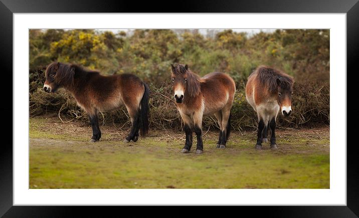 Shetland Ponies Framed Mounted Print by Mark Harrop