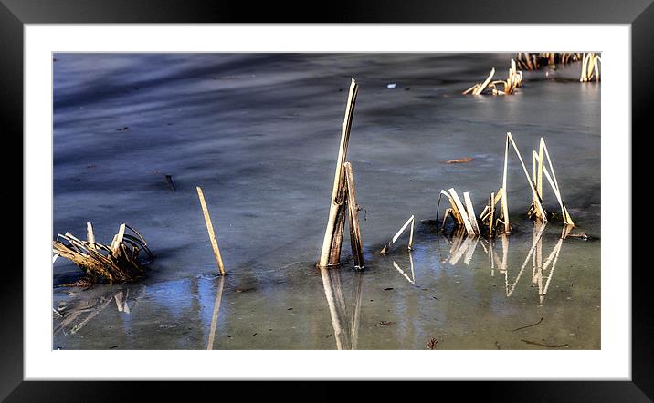 Frozen Reeds Framed Mounted Print by Mark Harrop