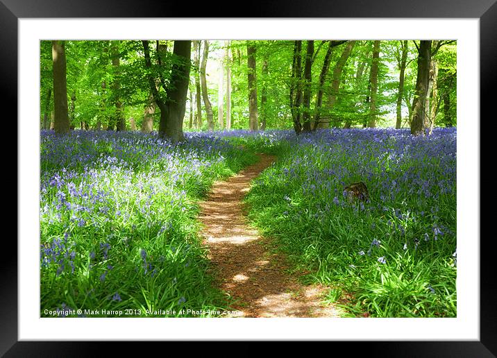 Path between the bluebells Framed Mounted Print by Mark Harrop