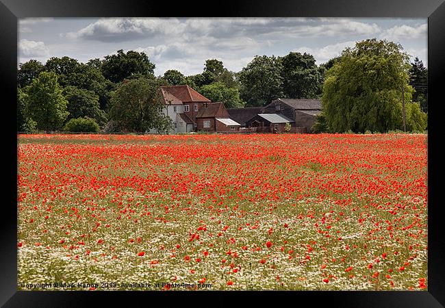 Field of Poppies Framed Print by Mark Harrop