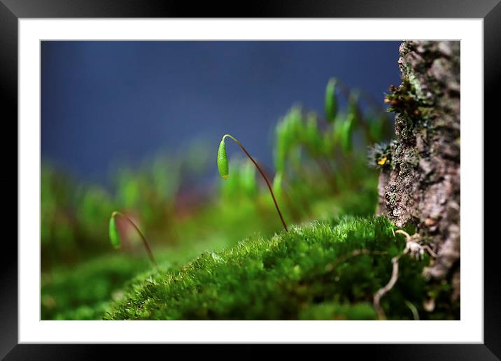 Nature uncovered Framed Mounted Print by Mark Harrop