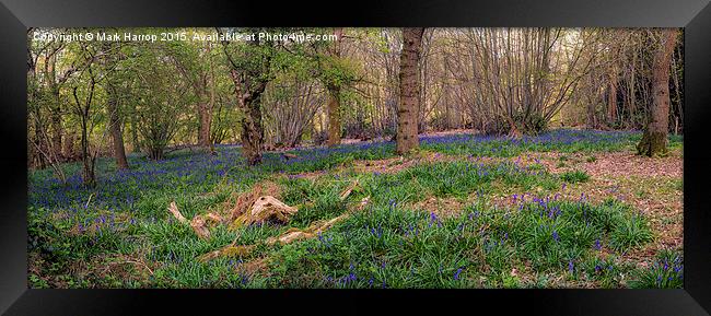  Bluebell wood panorama Framed Print by Mark Harrop