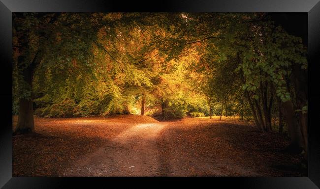 Golden Autumn Light Framed Print by Mark Harrop